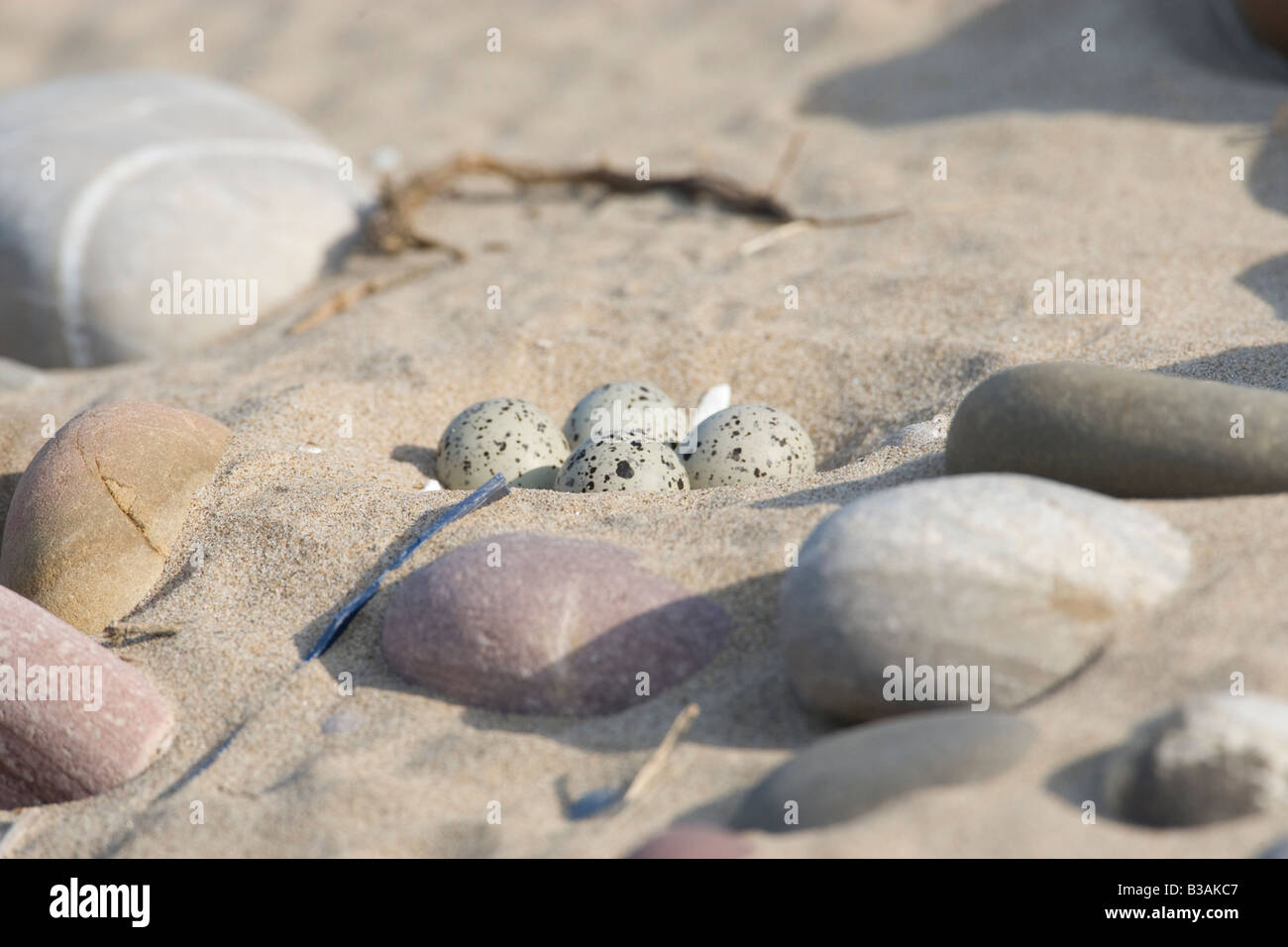 Charadrius hiaticular - inanellato plover nido con quattro uova sulla spiaggia in Galles REGNO UNITO Foto Stock