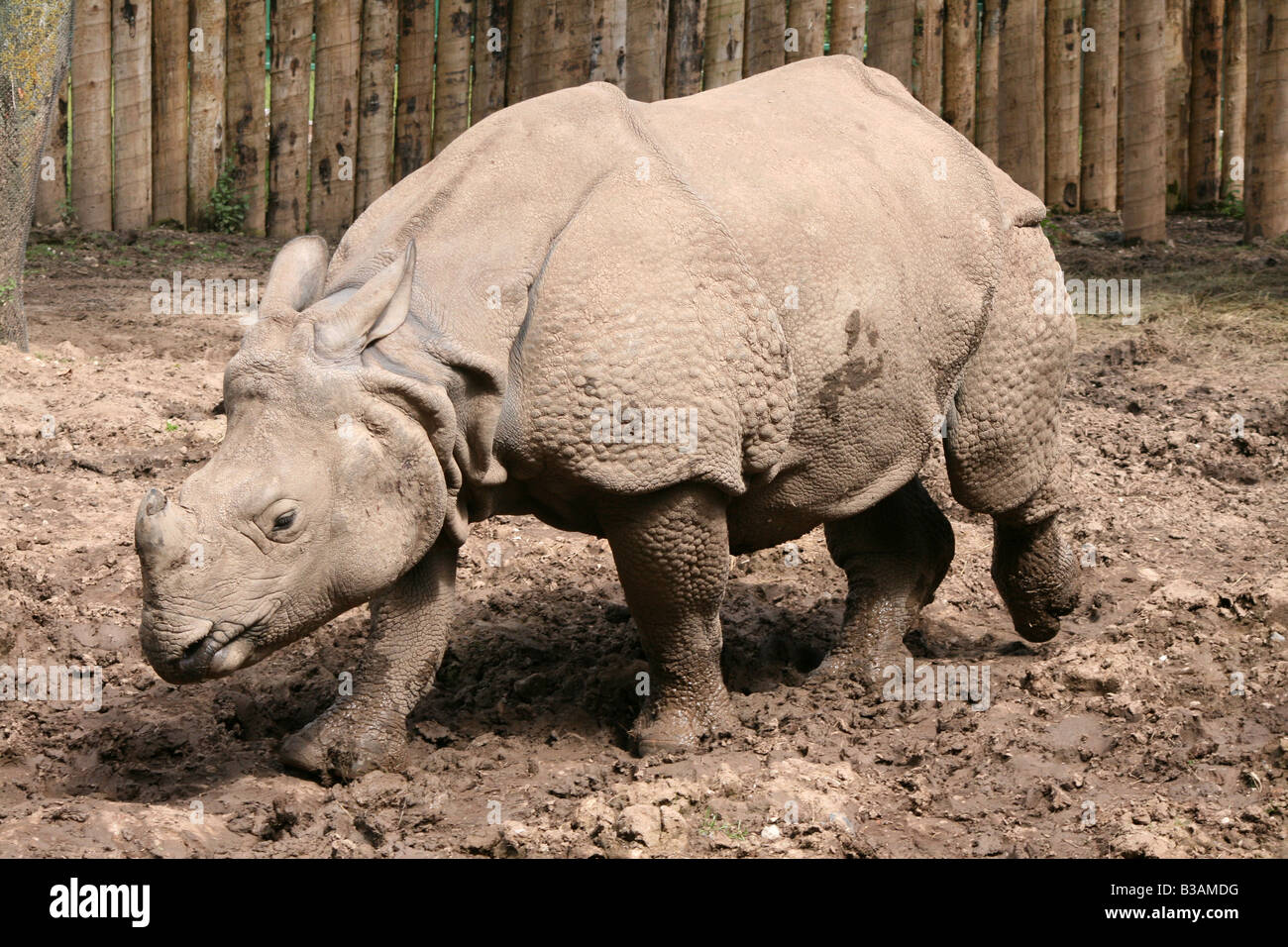 Asian grande one-corno di rinoceronte [Chester Zoo di Chester, Cheshire, Inghilterra, Gran Bretagna, Regno Unito, Europa]. . Foto Stock