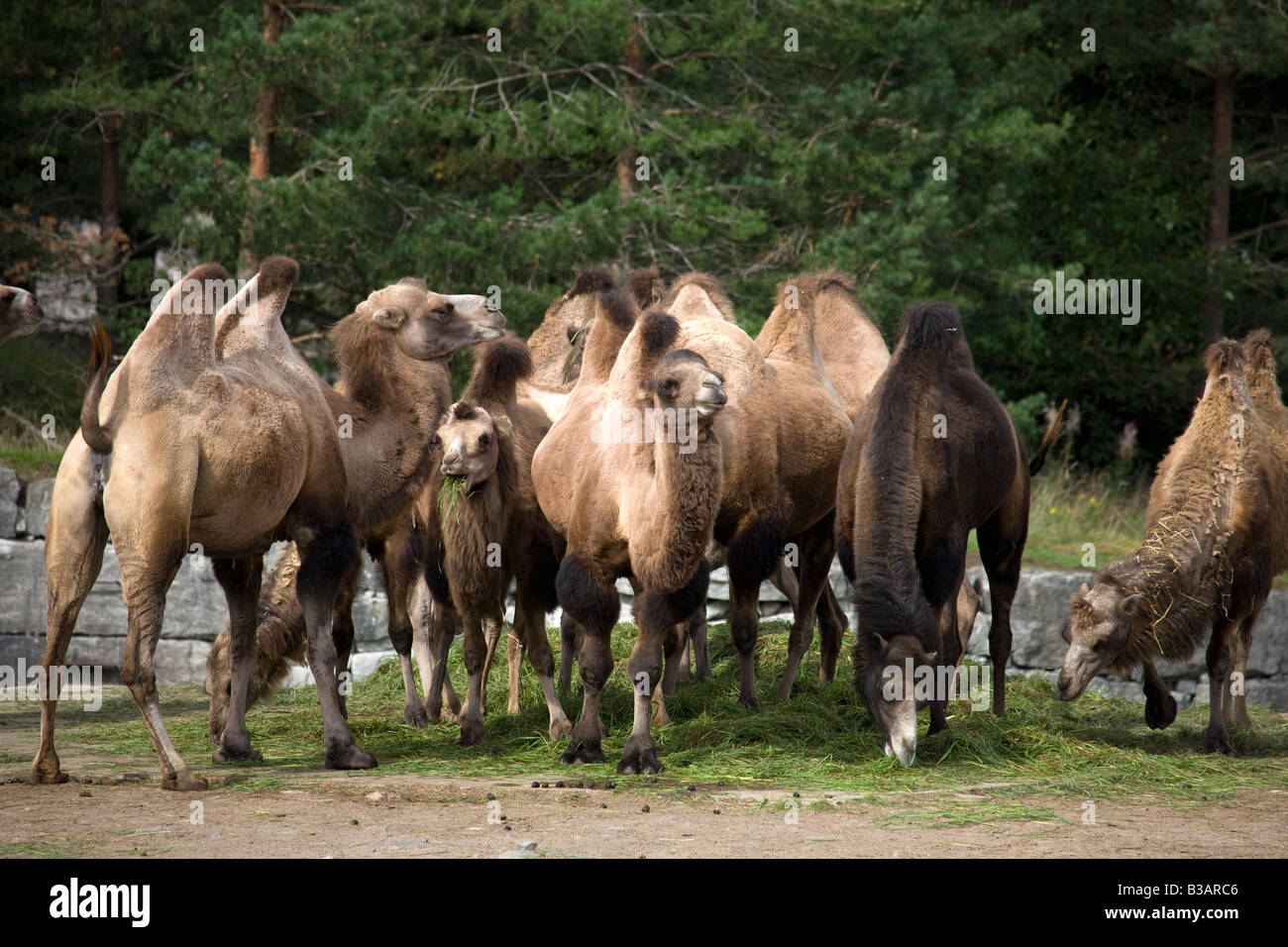 Bactrian Camel (Camelus bactrianus domesticus) Foto Stock