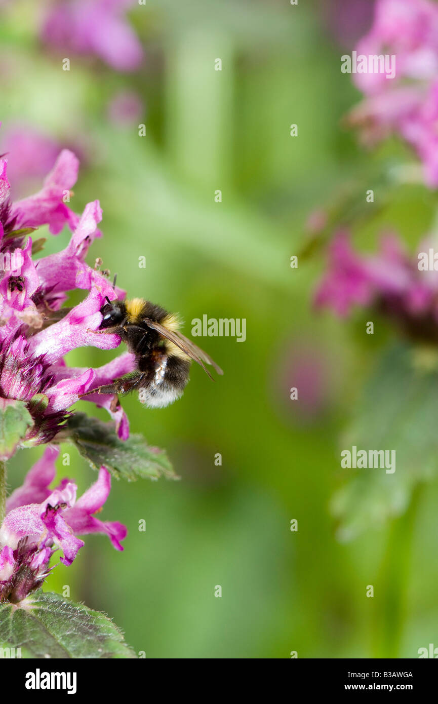 Bumblebee (Bombus terrestris) alimentazione su Viola Betony (Stachys officinalis) piantato nel giardino di attrarre gli insetti Foto Stock