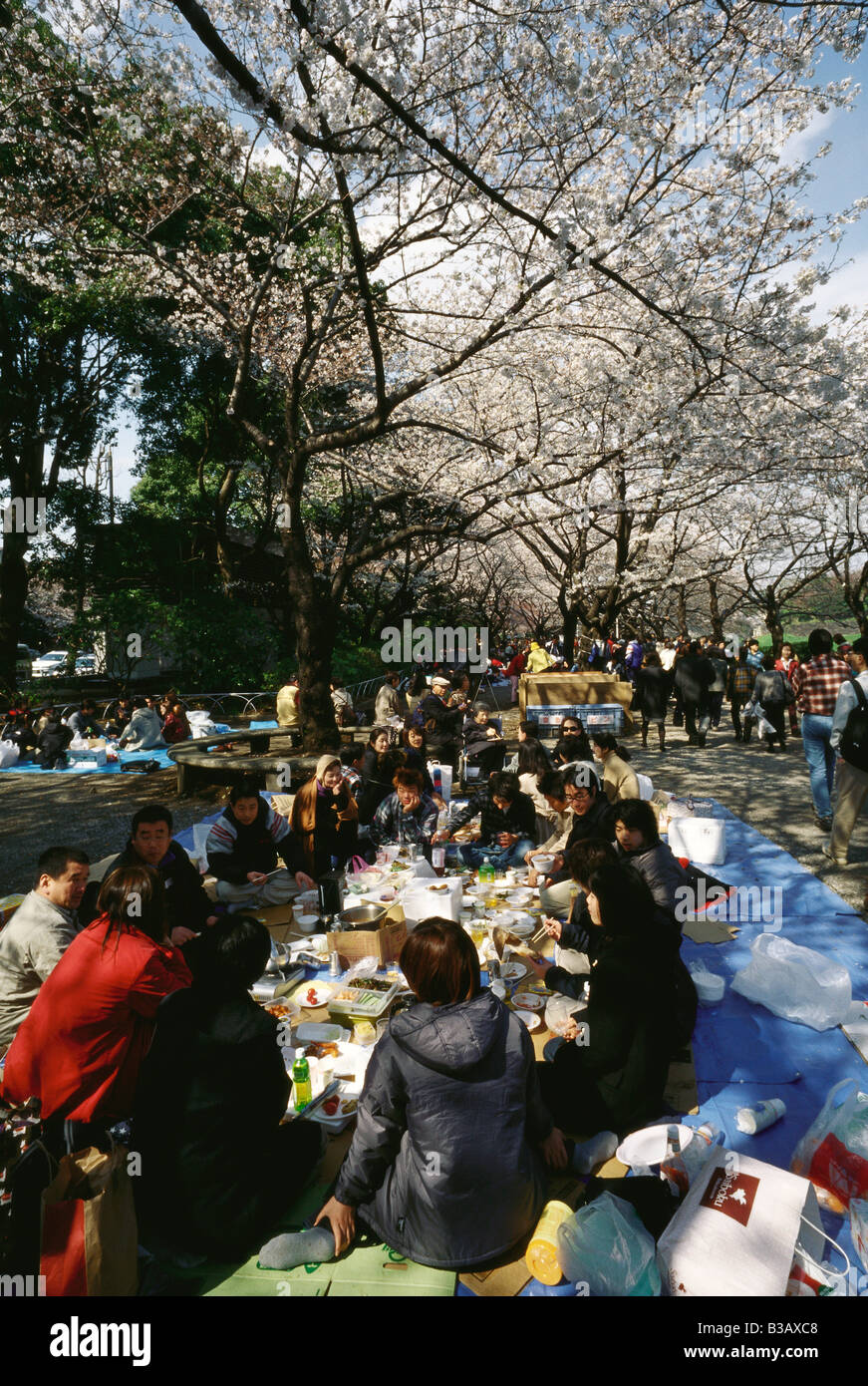 Tokyo Japan Hanami in Ueno Park locals turn out in great numbers to admire the springtime cherry blossom Foto Stock
