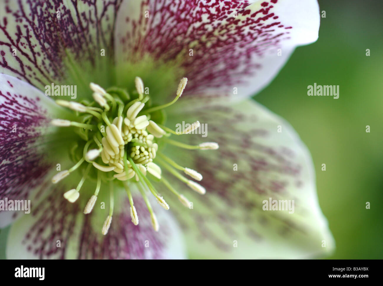 L'elleboro, Helleborus orientalis Foto Stock