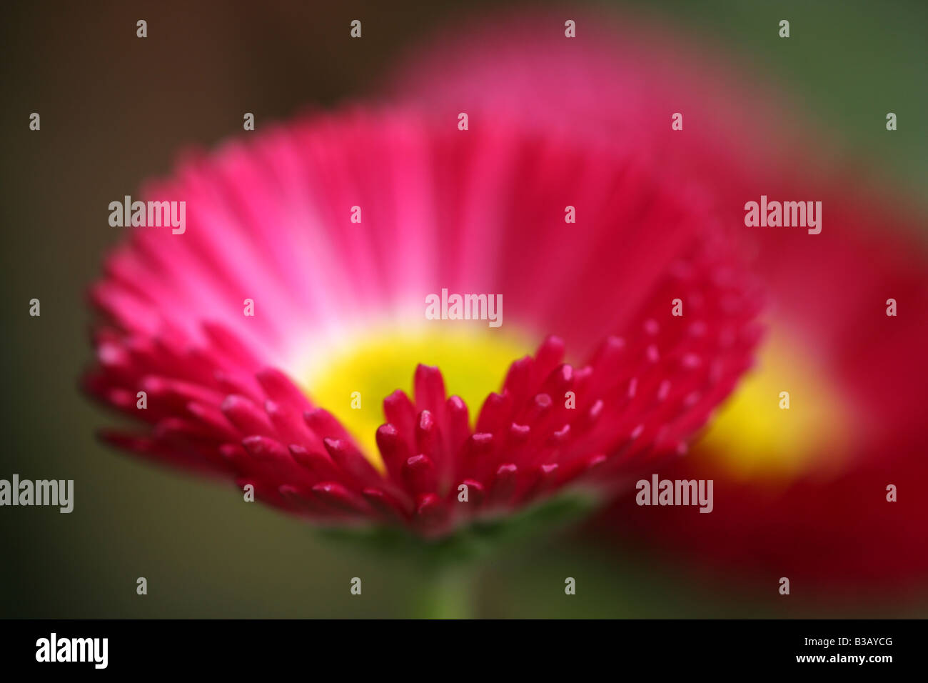Pink daisy, Bellis perennis Foto Stock