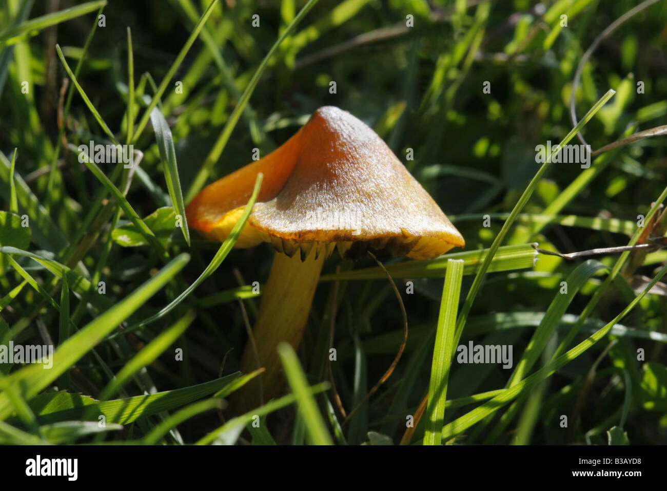 Annerimento Waxcap hygrocybe conica Foto Stock