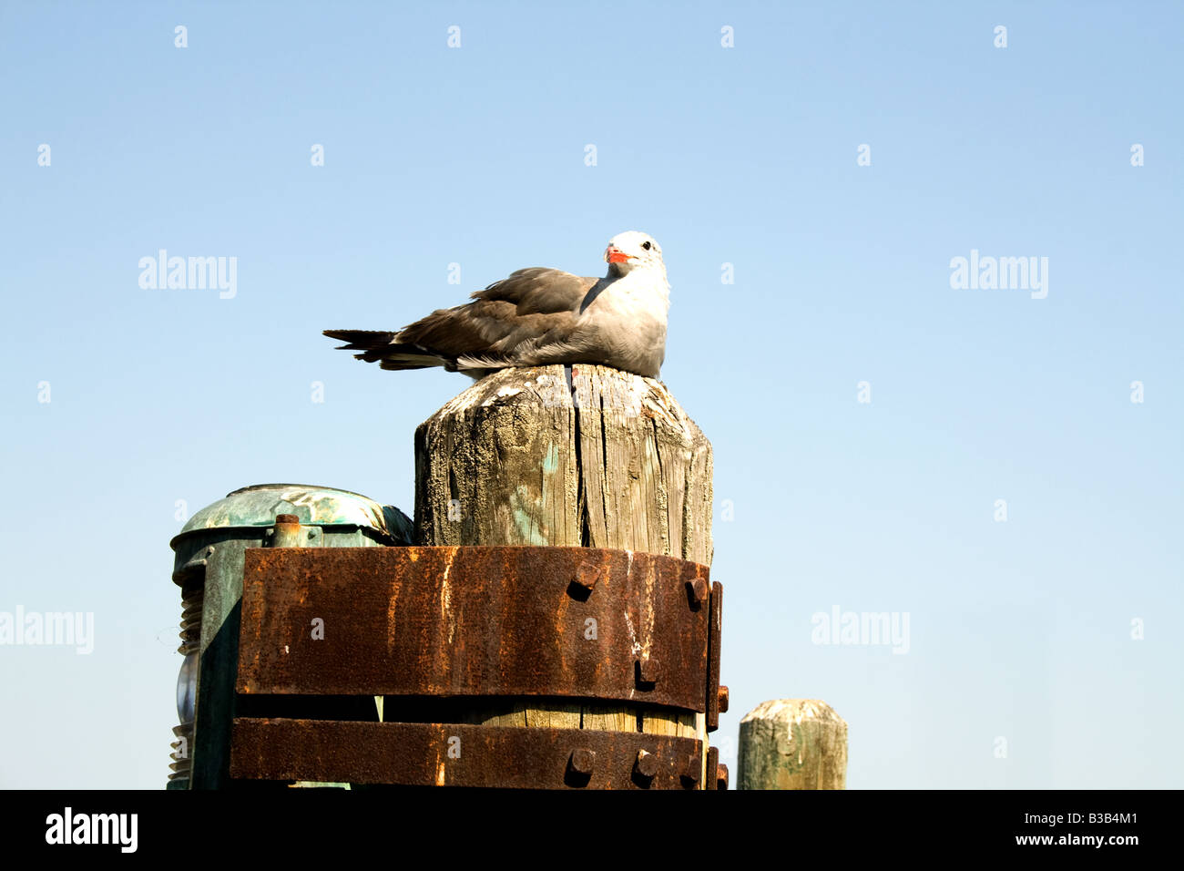 La nidificazione di gabbiano su una palificazione in legno vicino a Fisherman Wharf Foto Stock