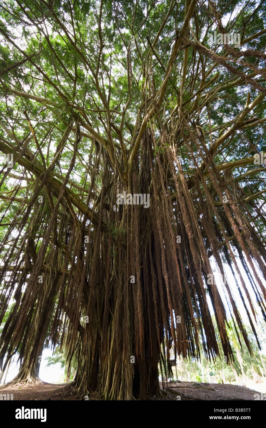 Banyan Tree a basso angolo di visione Hawaii USA Foto Stock