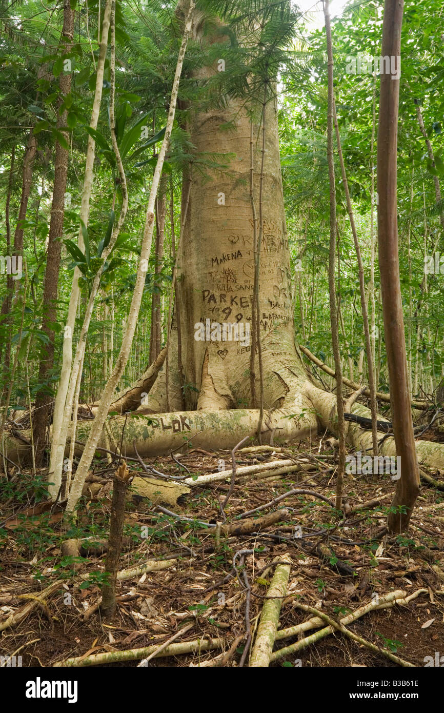 Graffiti incisi in un tronco di albero sul sentiero Muliwai Kohala Riserva Forestale di Big Island delle Hawaii USA Foto Stock