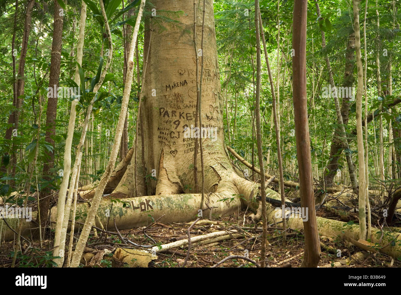 Graffiti incisi in un tronco di albero sul sentiero Muliwai Kohala Riserva Forestale di Big Island delle Hawaii USA Foto Stock