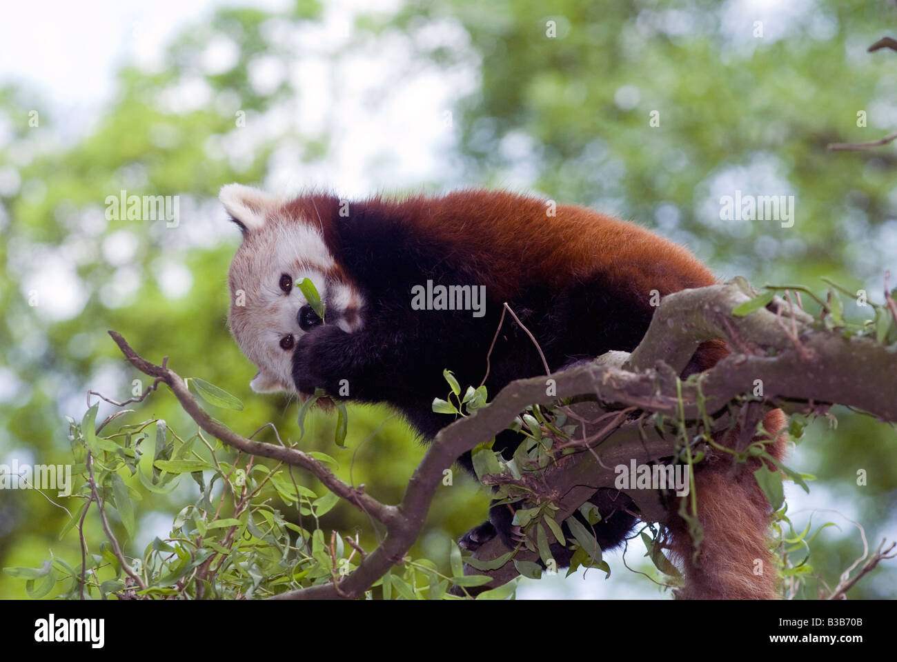 Panda rosso o panda minore Ailurus fulgens shining cat Foto Stock