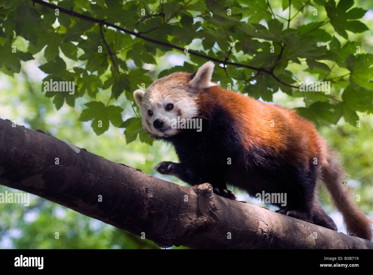 Panda rosso o panda minore Ailurus fulgens shining cat Foto Stock