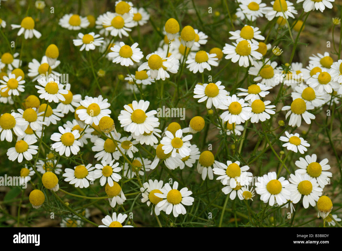 Tedesco (Camomilla Matricaria chamomilla, Matricaria chamomilla, chamomilla recutita), fioritura Foto Stock