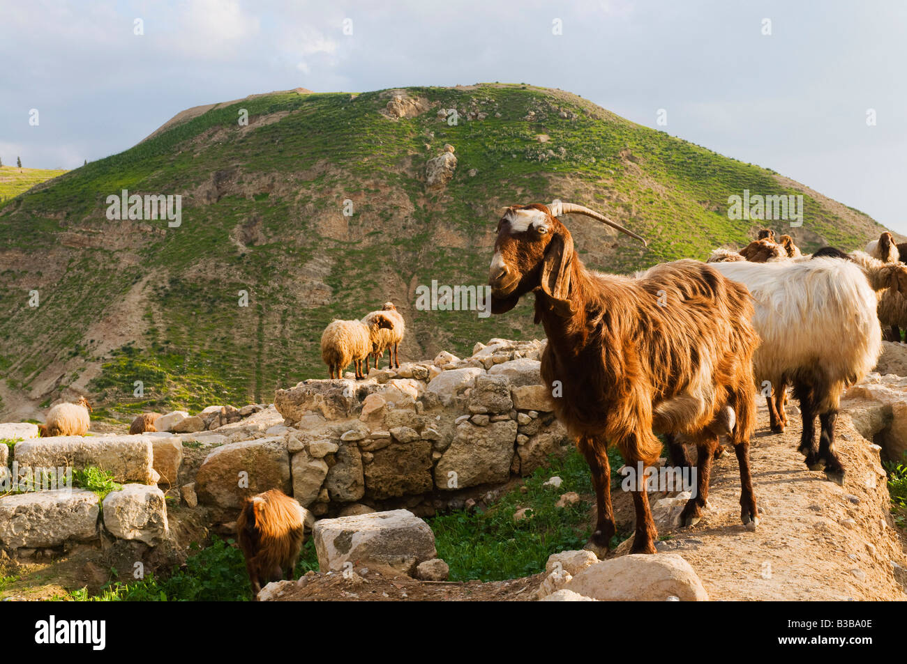 Capre al rovine, Pella, Giordania Foto Stock