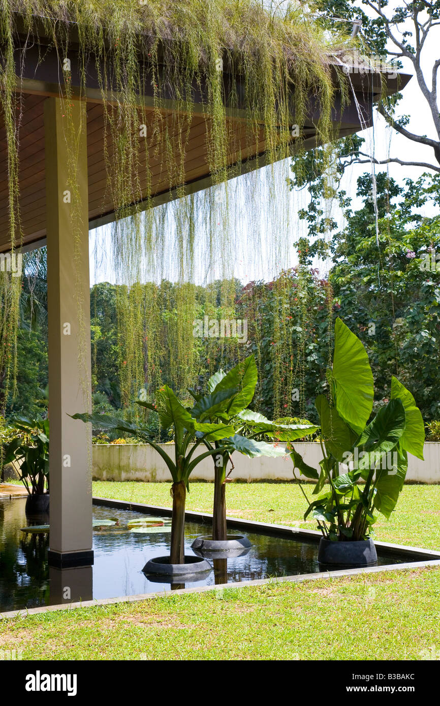 Acqua tropicale caratteristica con stabilimenti a Singapore Botanic Gardens Foto Stock