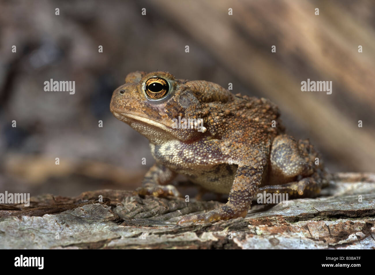American Toad Bufo americanus NJ Foto Stock