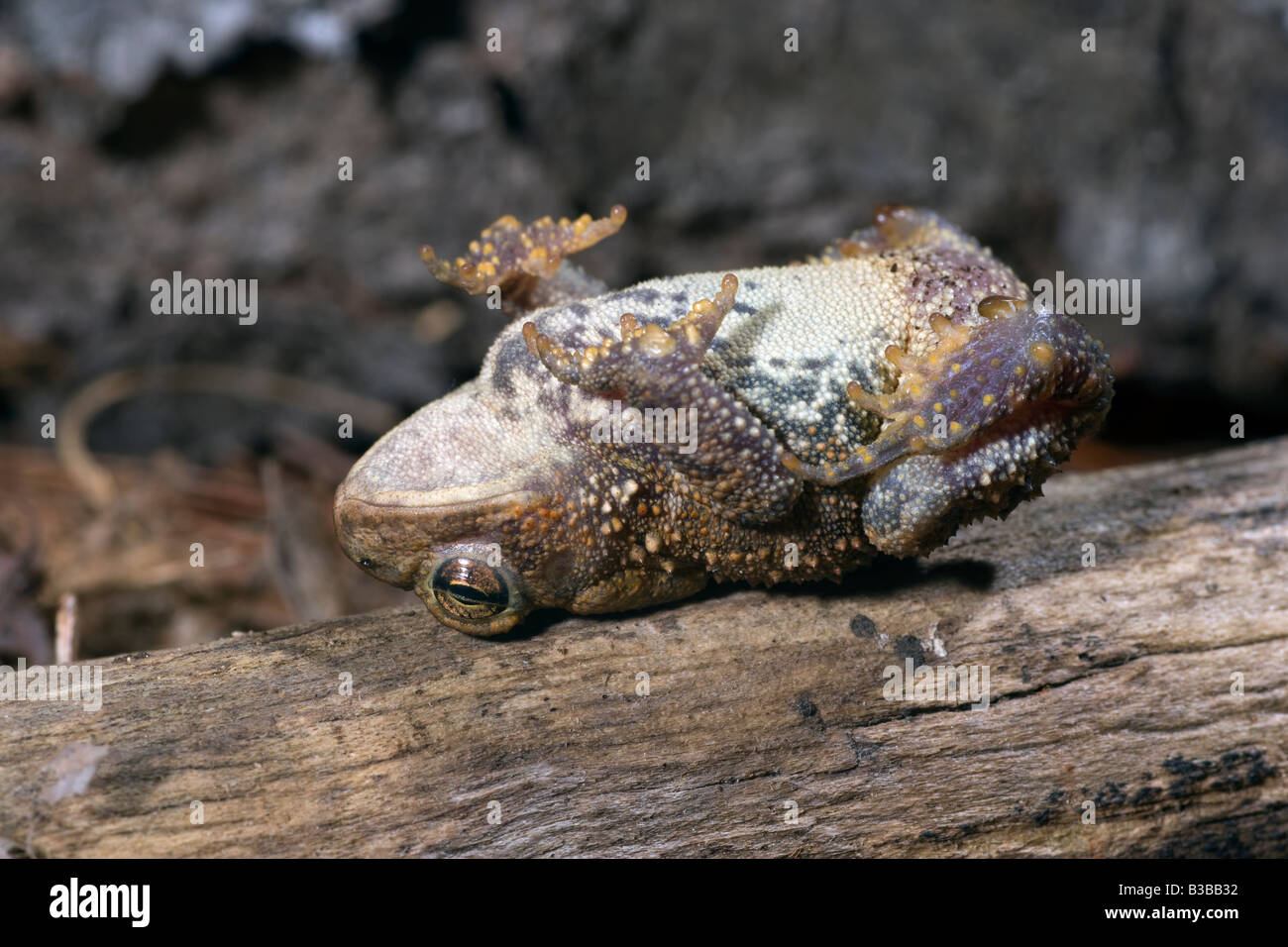 American Toad Playing Dead Bufo americanus NJ Foto Stock