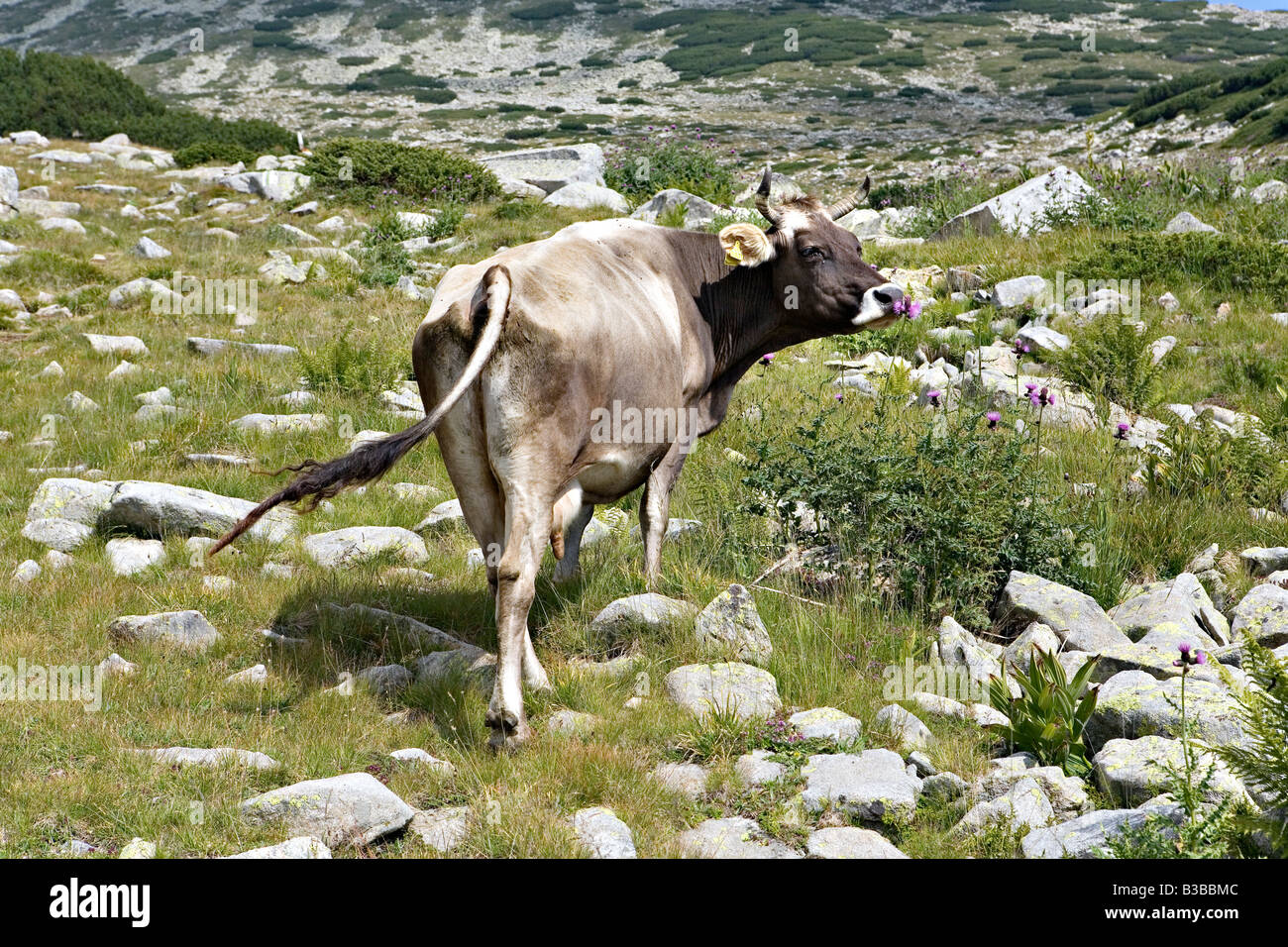 Mucca mangiare fiori sui pascoli di montagna Vasilashki nel sito del Patrimonio Mondiale il Parco Nazionale di Pirin Bulgaria Foto Stock