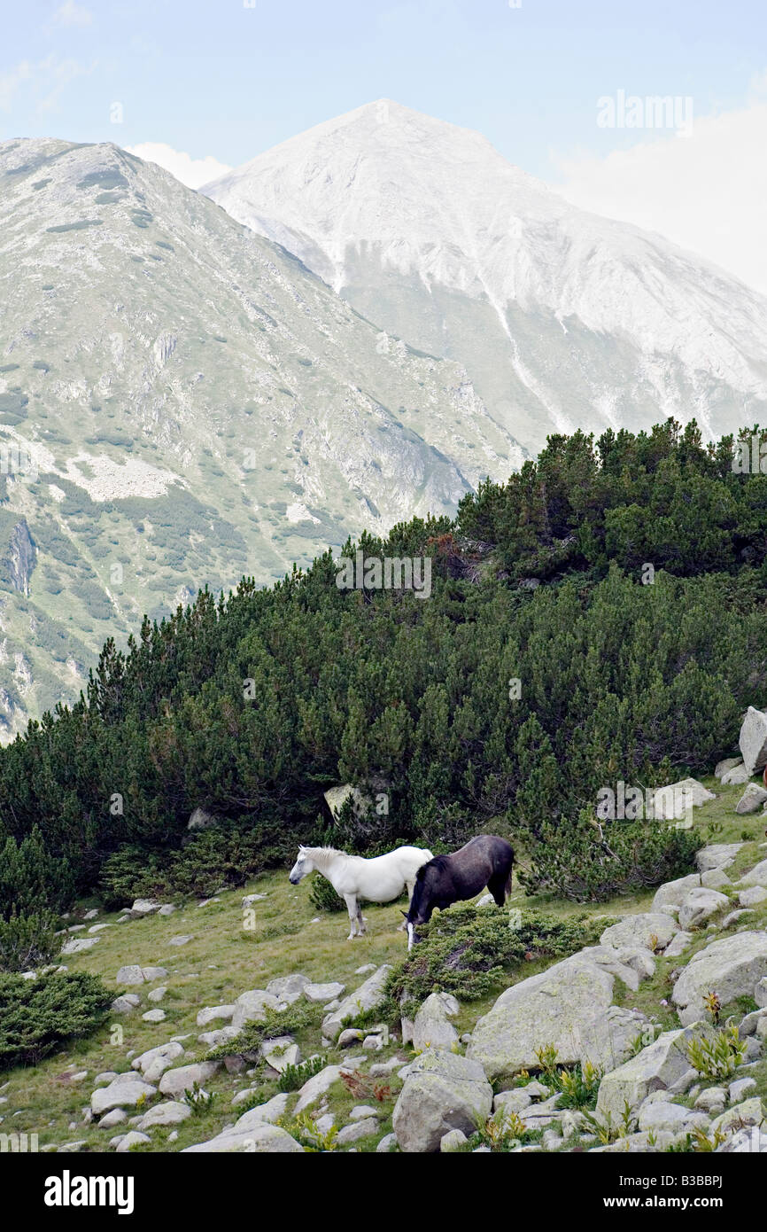 I cavalli pascolano sui pascoli di montagna con il maestoso Vihren picco in background in sito del Patrimonio Mondiale il Parco Nazionale di Pirin Bulgaria Foto Stock