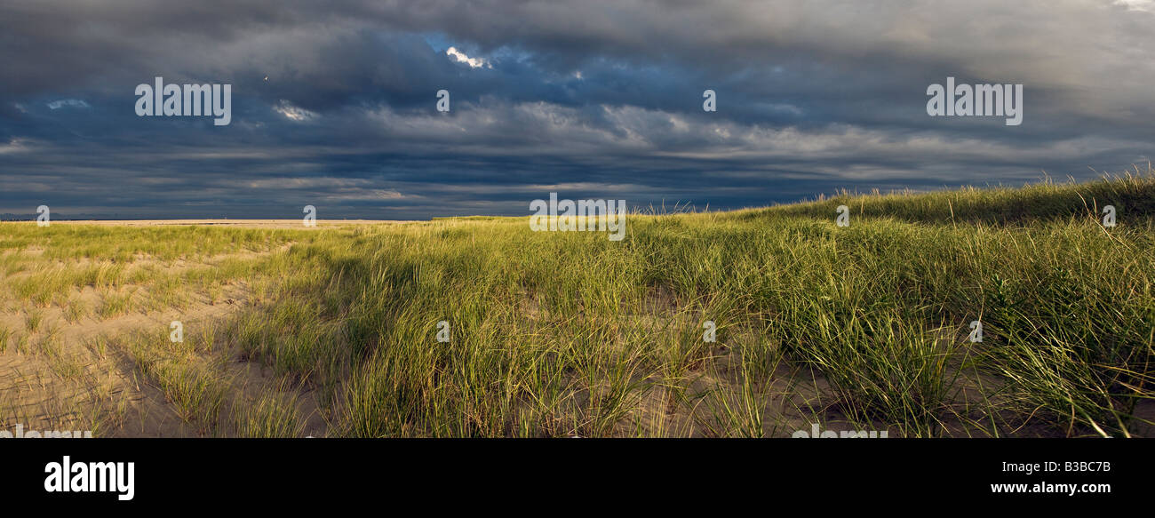 Erbe costiere Chatham Beach Cape Cod Massachusetts Foto Stock