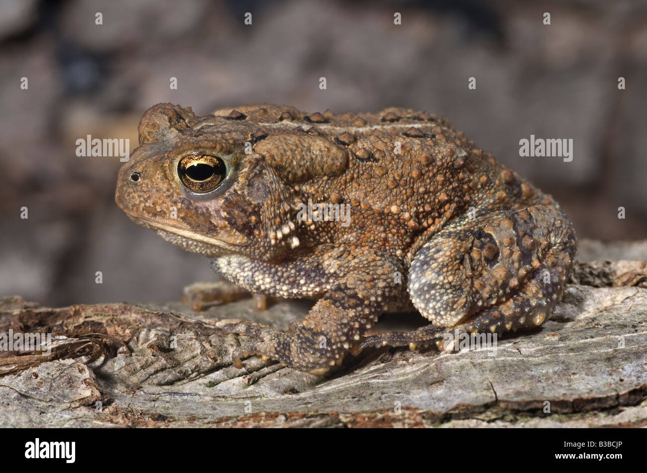 American Toad, Bufo americanus NJ Foto Stock