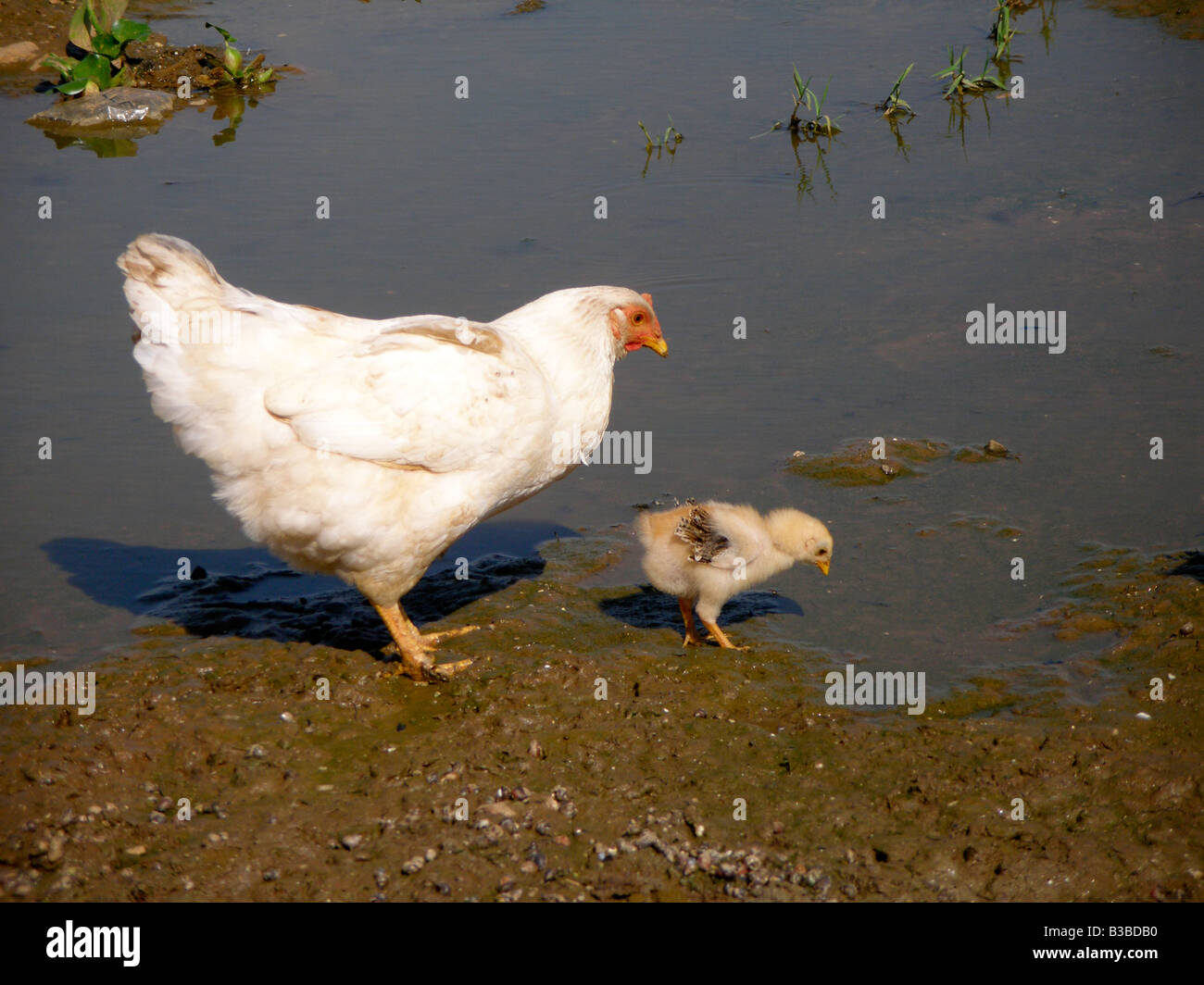 Una gallina con un pulcino sulle rive del lago Victoria, Uganda Foto Stock