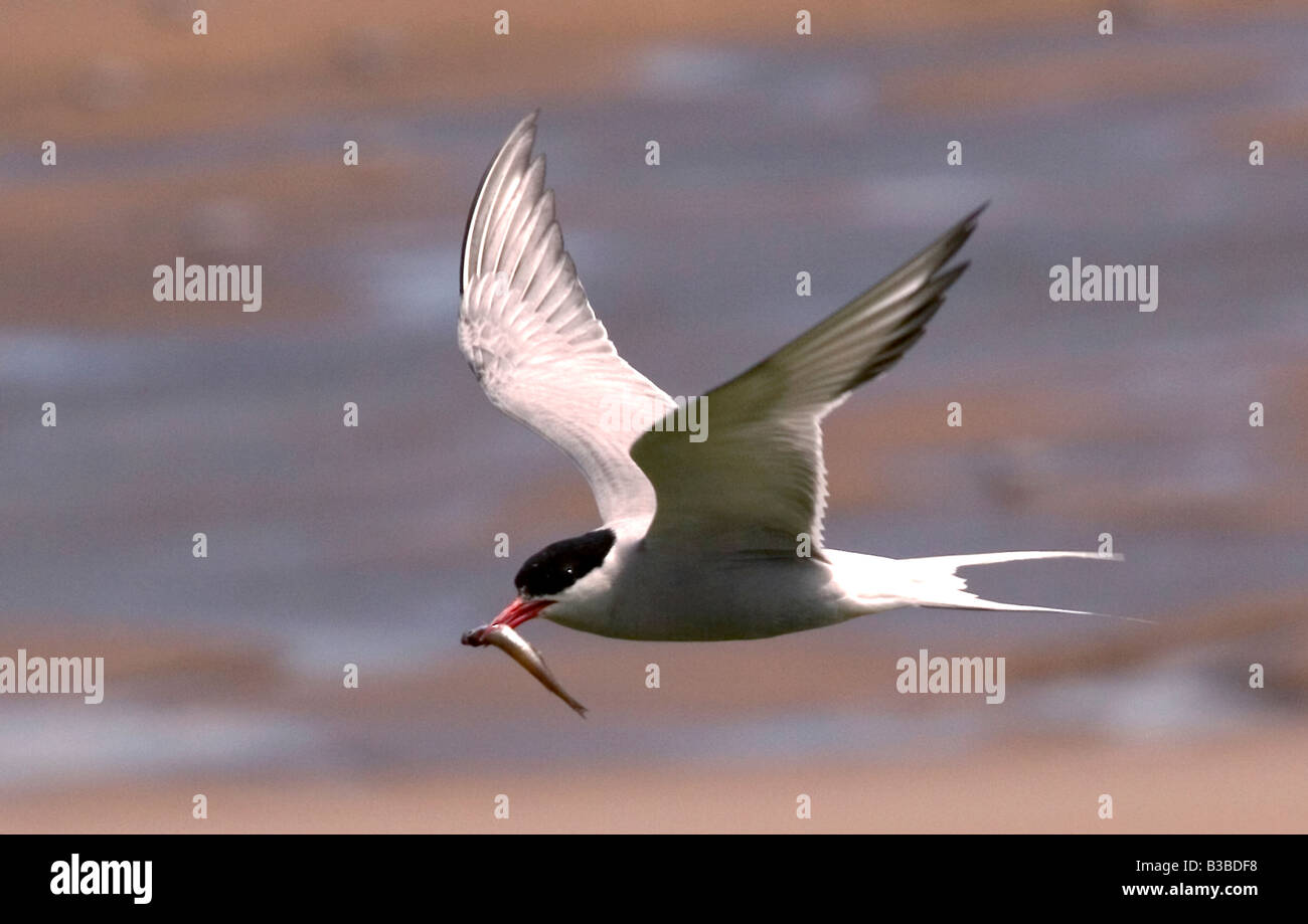 Arctic Tern Sterna paradisaea Foto Stock