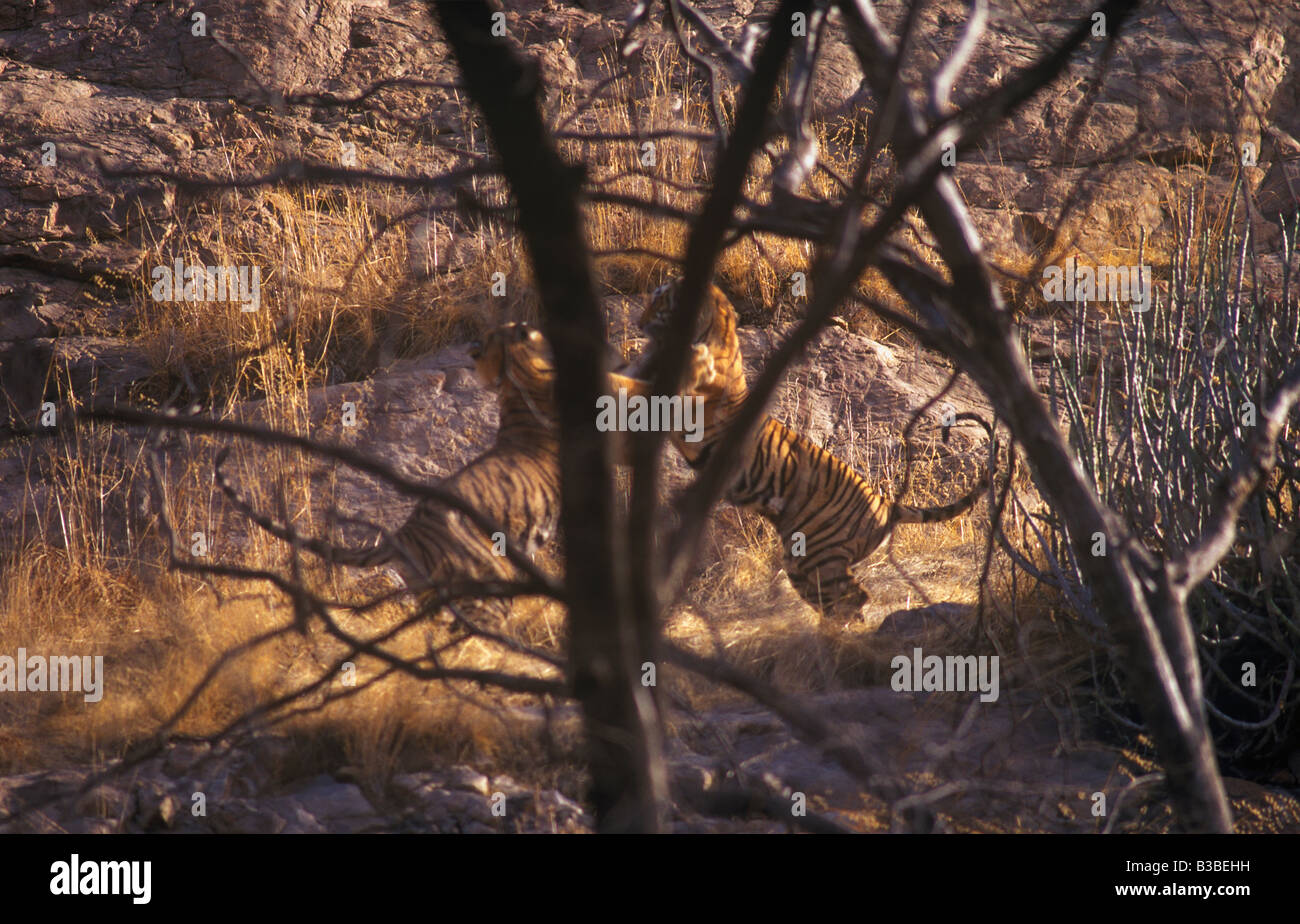 Le tigri del Bengala lotta, (Panthera Tigris) Foto Stock