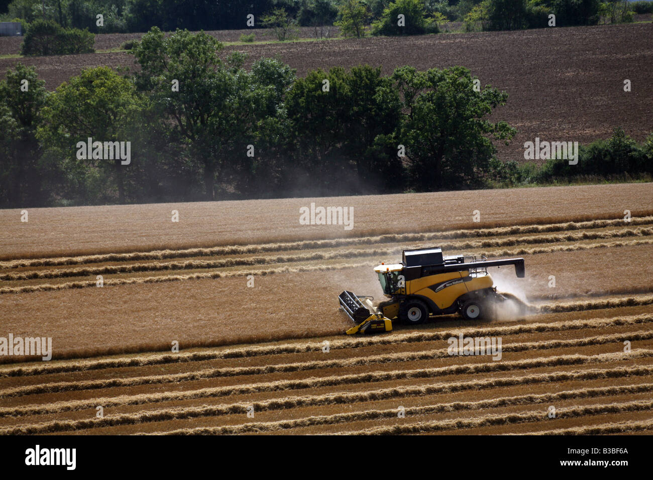 New Holland Mietitrebbia i raccolti di frumento colture per la produzione di cibo in Glemsford fuori di Bury St Edmunds in Suffolk REGNO UNITO Foto Stock