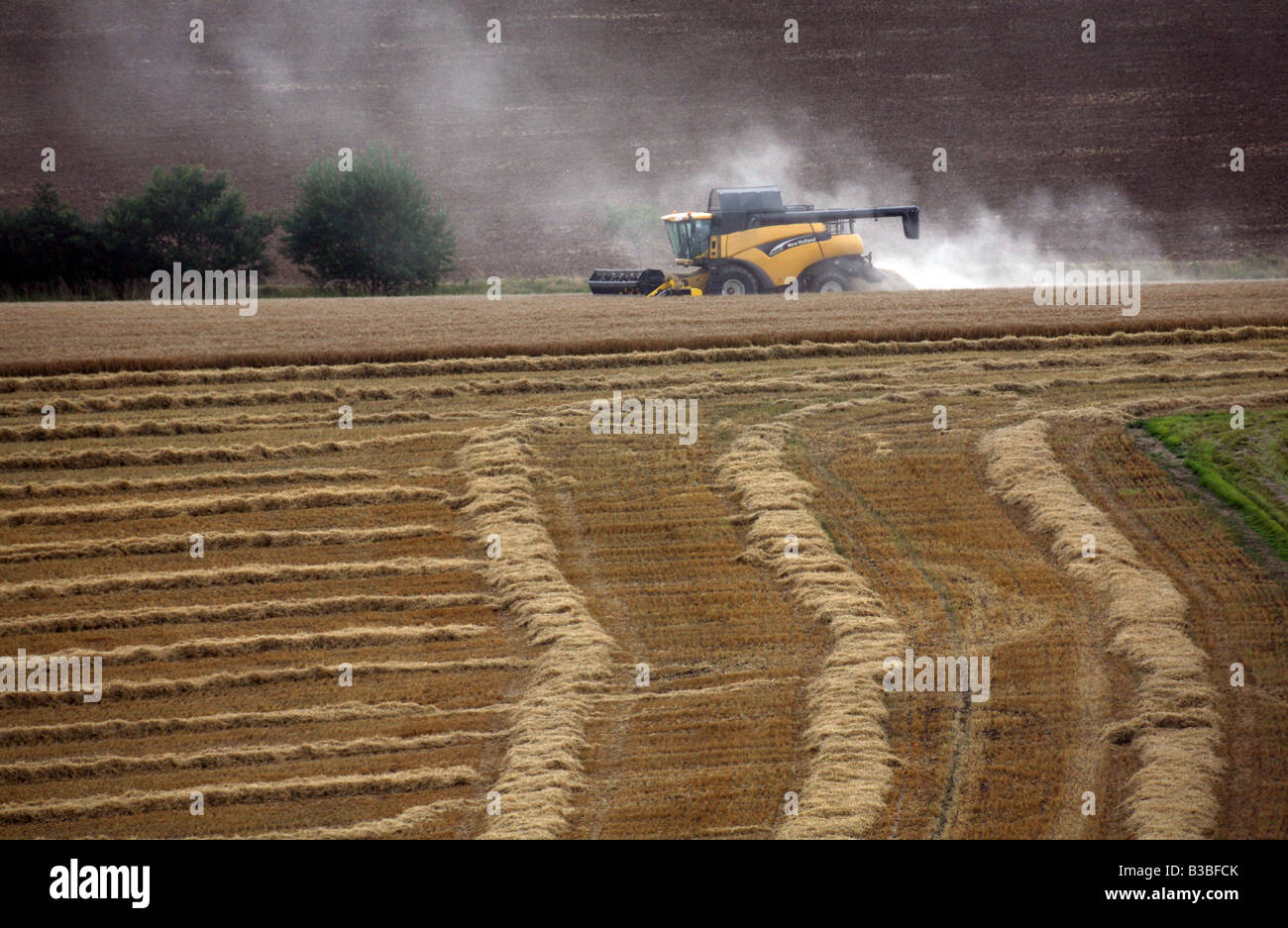 New Holland mietitrebbia e il trattore in azione sulla coltivazione di grano per la produzione di cibo in Glemsford fuori di Bury St Edmunds Foto Stock