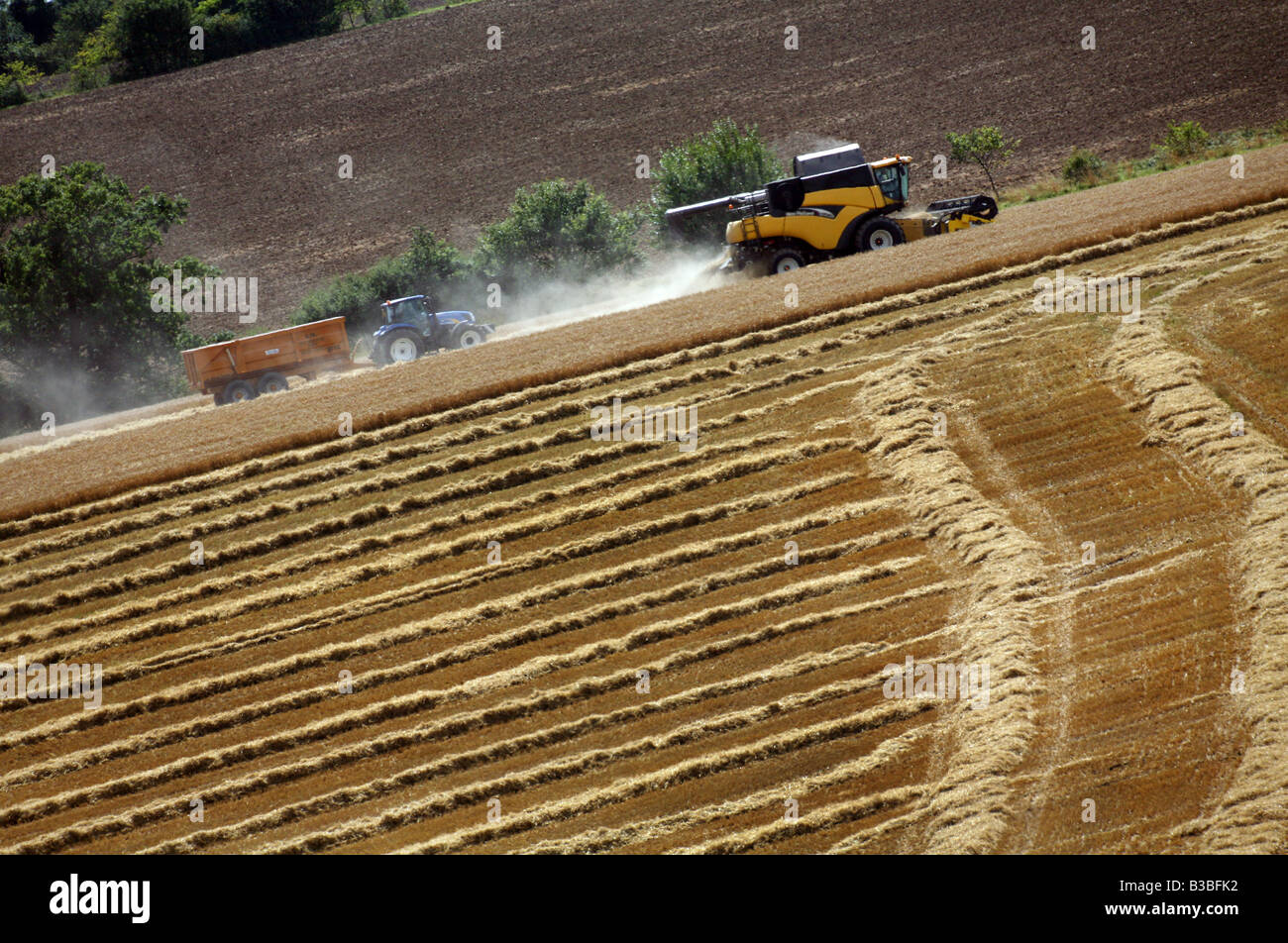 New Holland mietitrebbia e il trattore in azione sulla coltivazione di grano per la produzione di cibo in Glemsford fuori di Bury St Edmunds Foto Stock