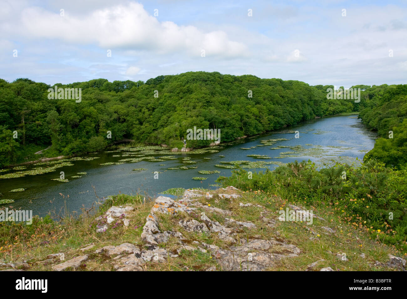 Acqua Bosherston stagni di fior di loto, Stackpole station wagon, Pembrokeshire Foto Stock