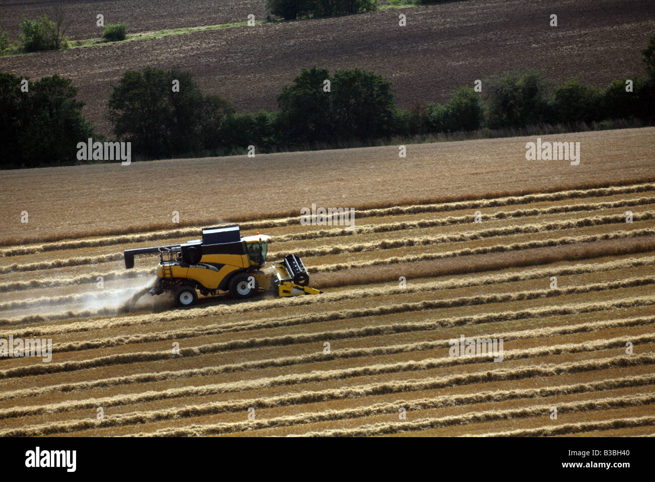 New Holland Mietitrebbia sulla coltivazione di grano per la produzione di cibo in Glemsford fuori di Bury St Edmunds in Suffolk Foto Stock