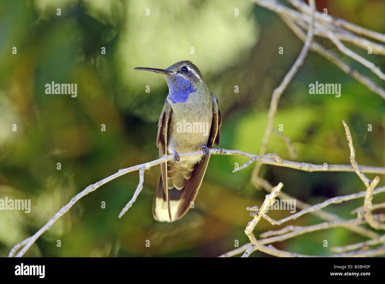 Blu maschio-throated Hummingbird mostra off blu per la gola che si chiama. Foto Stock