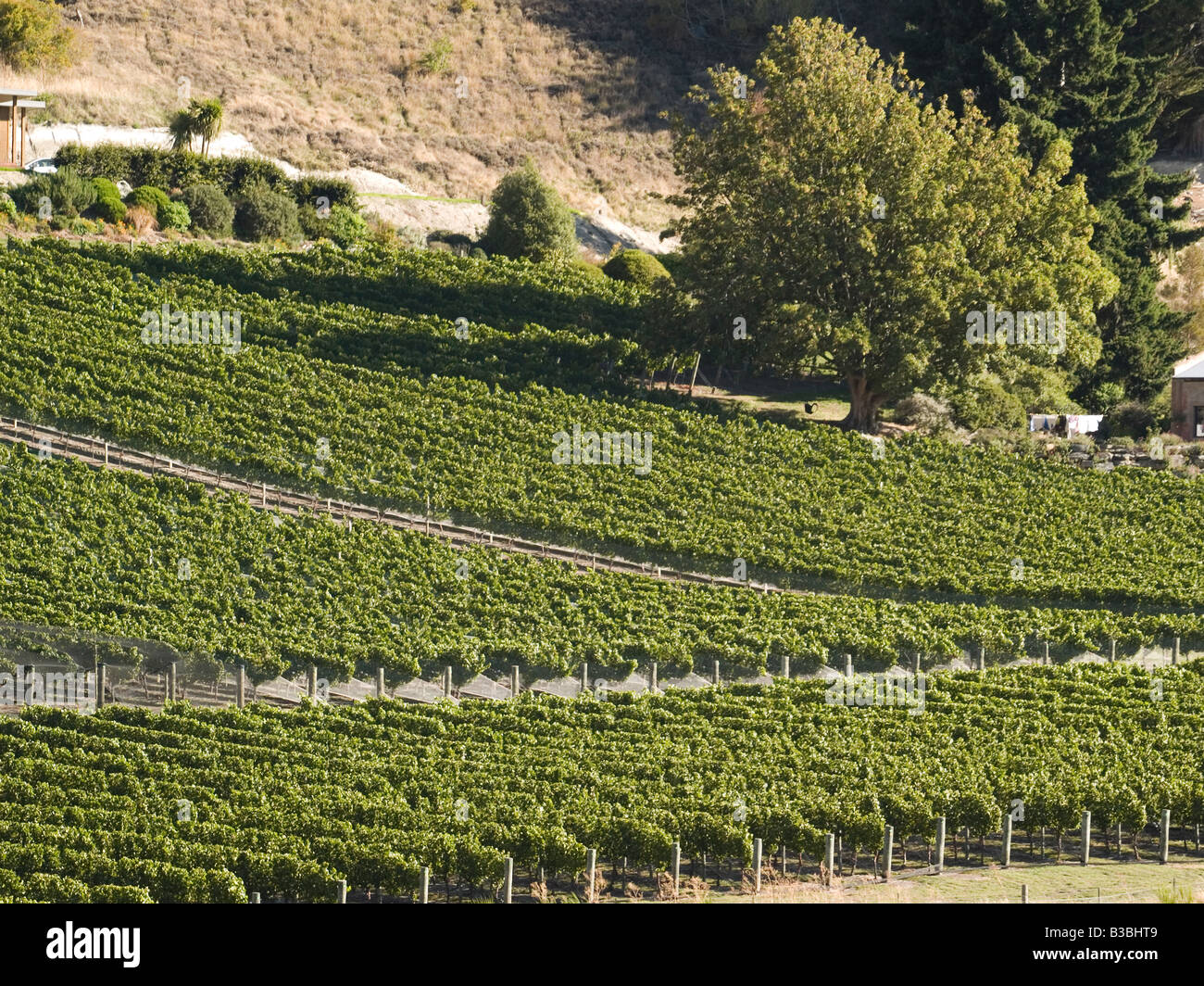 Il Pinot nero vitigni a Chard Farm vigneto e della cantina di Central Otago, Nuova Zelanda Foto Stock