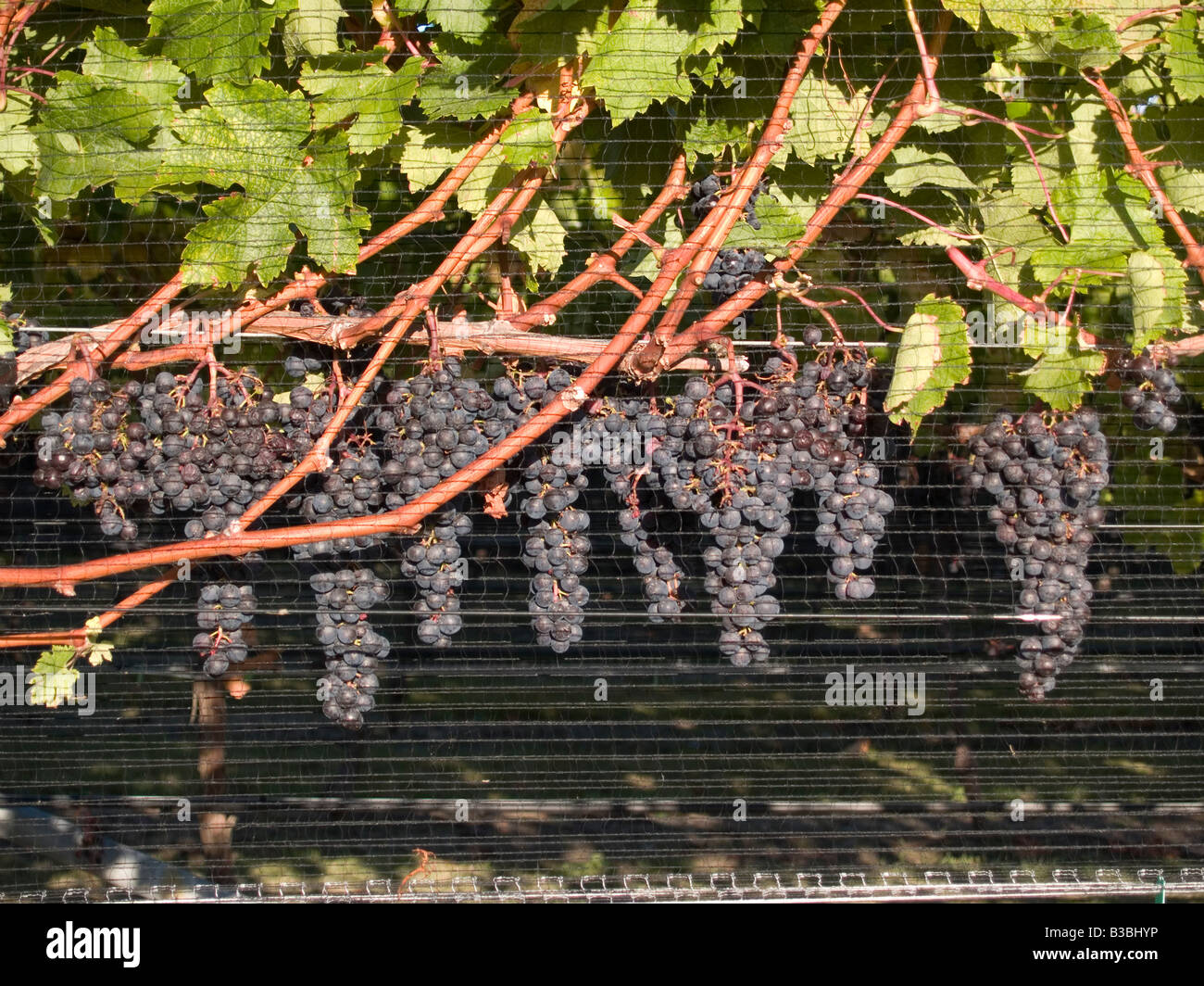 I grappoli di ripe cabernet sauvignon vino rosso uva che cresce su vite vitigni al Black fienile vigna Hawkes Bay Nuova Zelanda Foto Stock