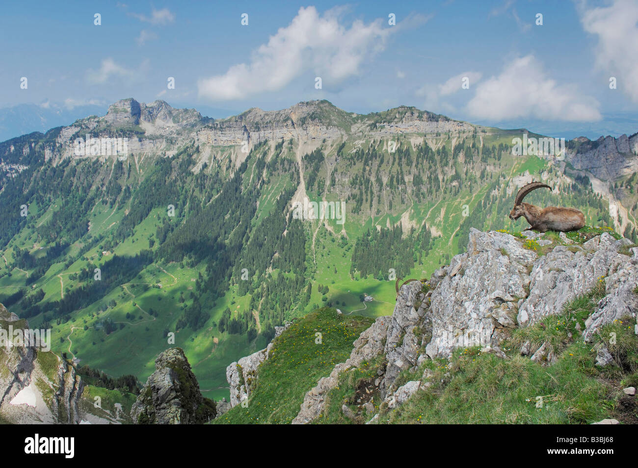 Stambecco delle Alpi (Capra ibex), Adulto su una mensola con Alpi in background, Niederhorn, Interlaken, Svizzera Foto Stock