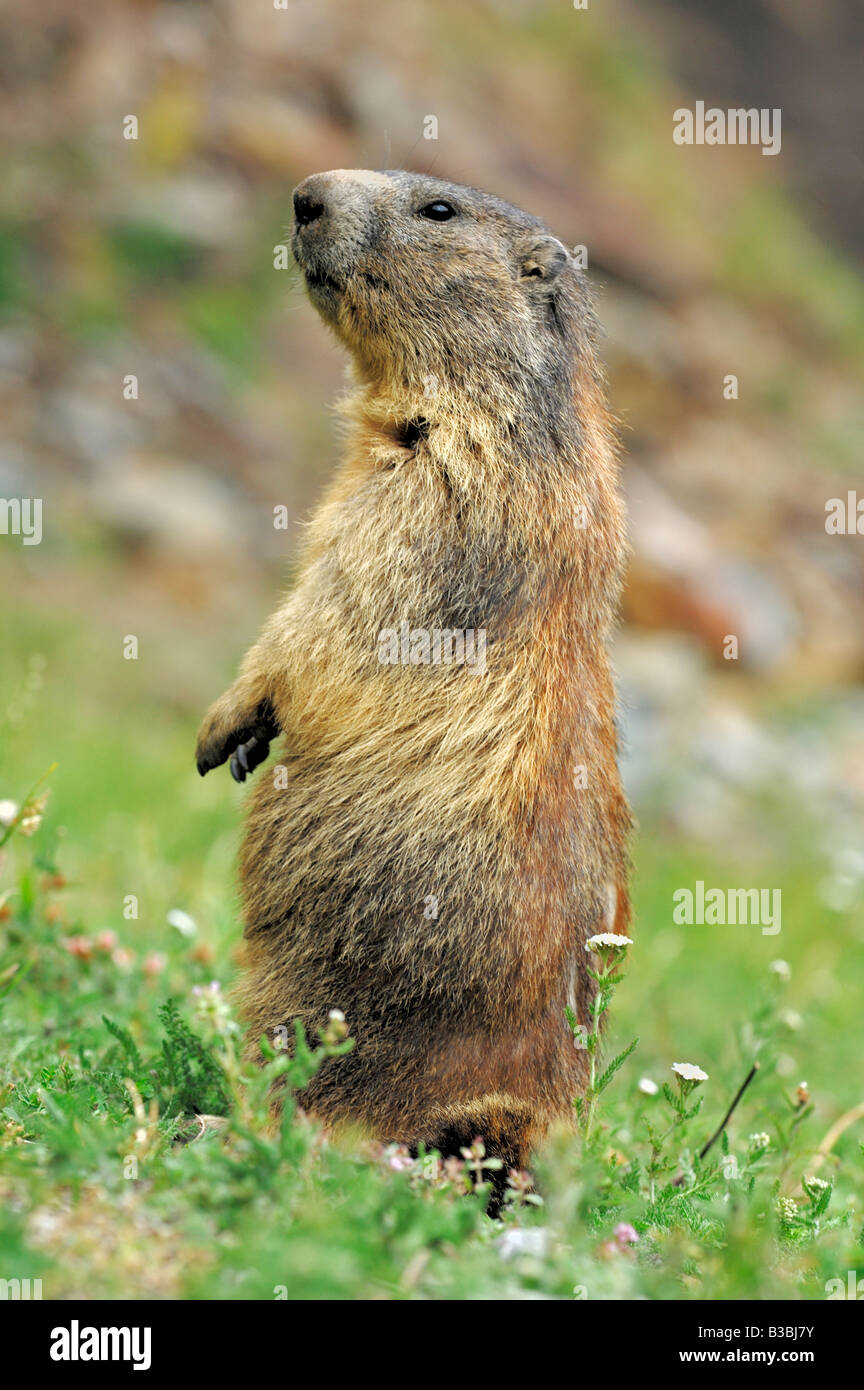 Alpine marmotta (Marmota marmota), adulto in piedi, Saas fee, Vallese, Svizzera Foto Stock