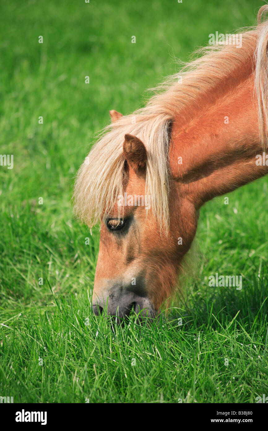Pony in miniatura il pascolo in un campo Foto Stock