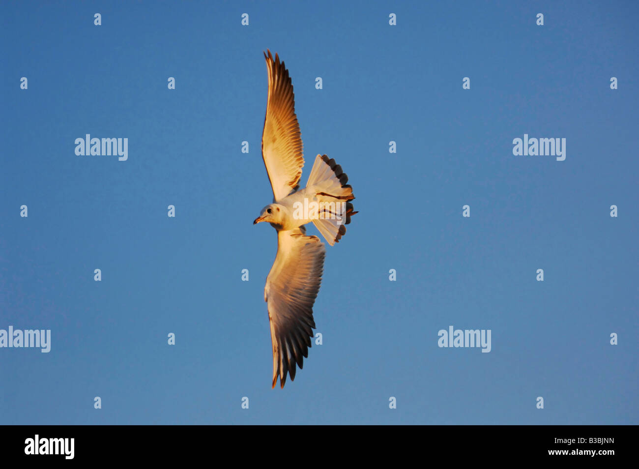 A testa nera Gull Larus ridibundus giovani in volo Zugo svizzera Foto Stock