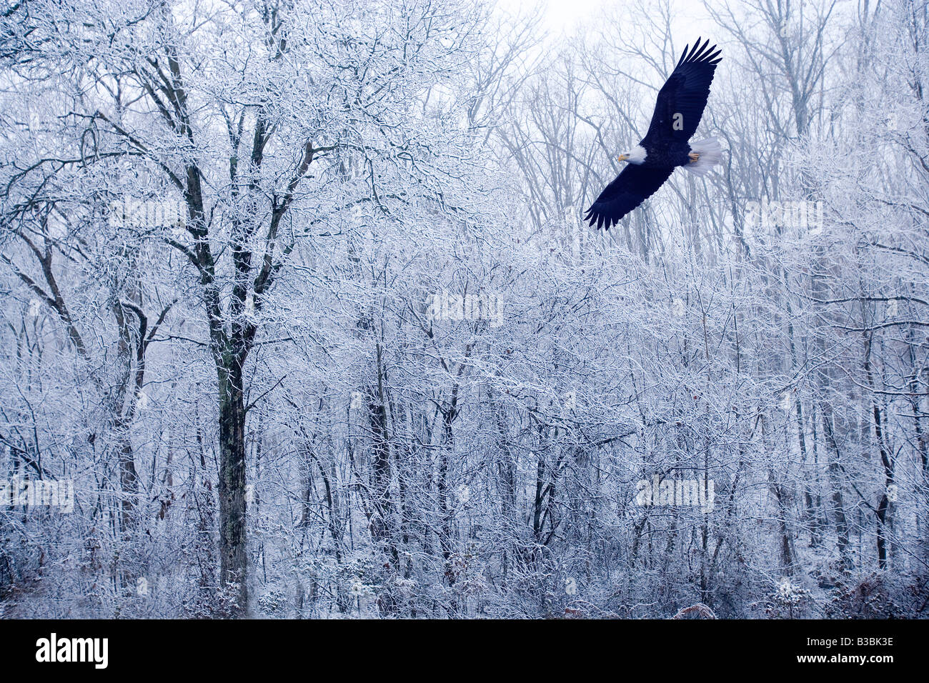 Aquila calva in flght durante l'inverno, Missouri Foto Stock