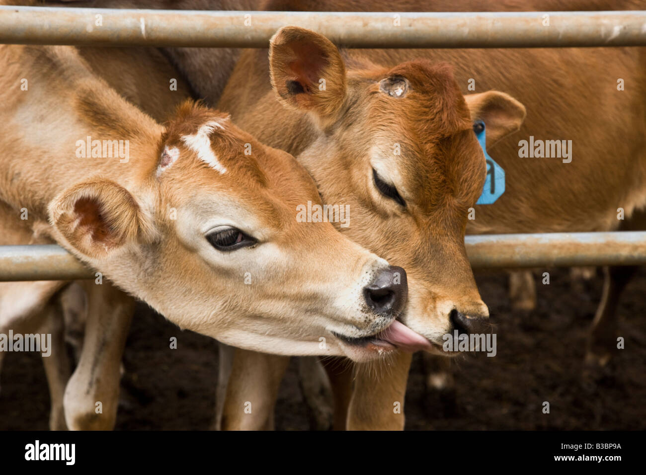 Due vitelli mostrando affetto. Foto Stock