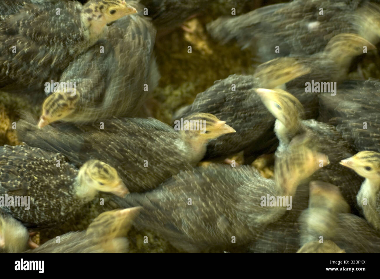 Bronzo Freerange turchia pulcini destinati alla tavola del Natale si spintonano in un fienile in Northamptonshire Foto Stock