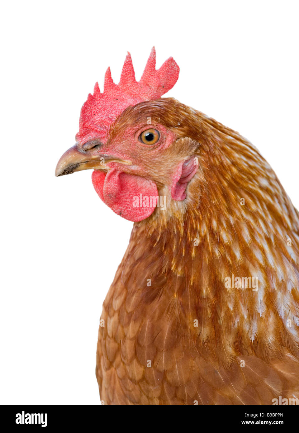 Grande closeup immagine di una gallina su sfondo bianco Foto Stock