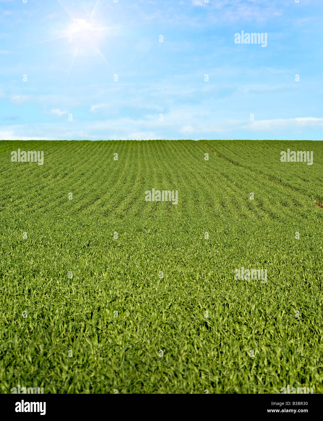 Grande immagine di verdi campi su una bella giornata Foto Stock