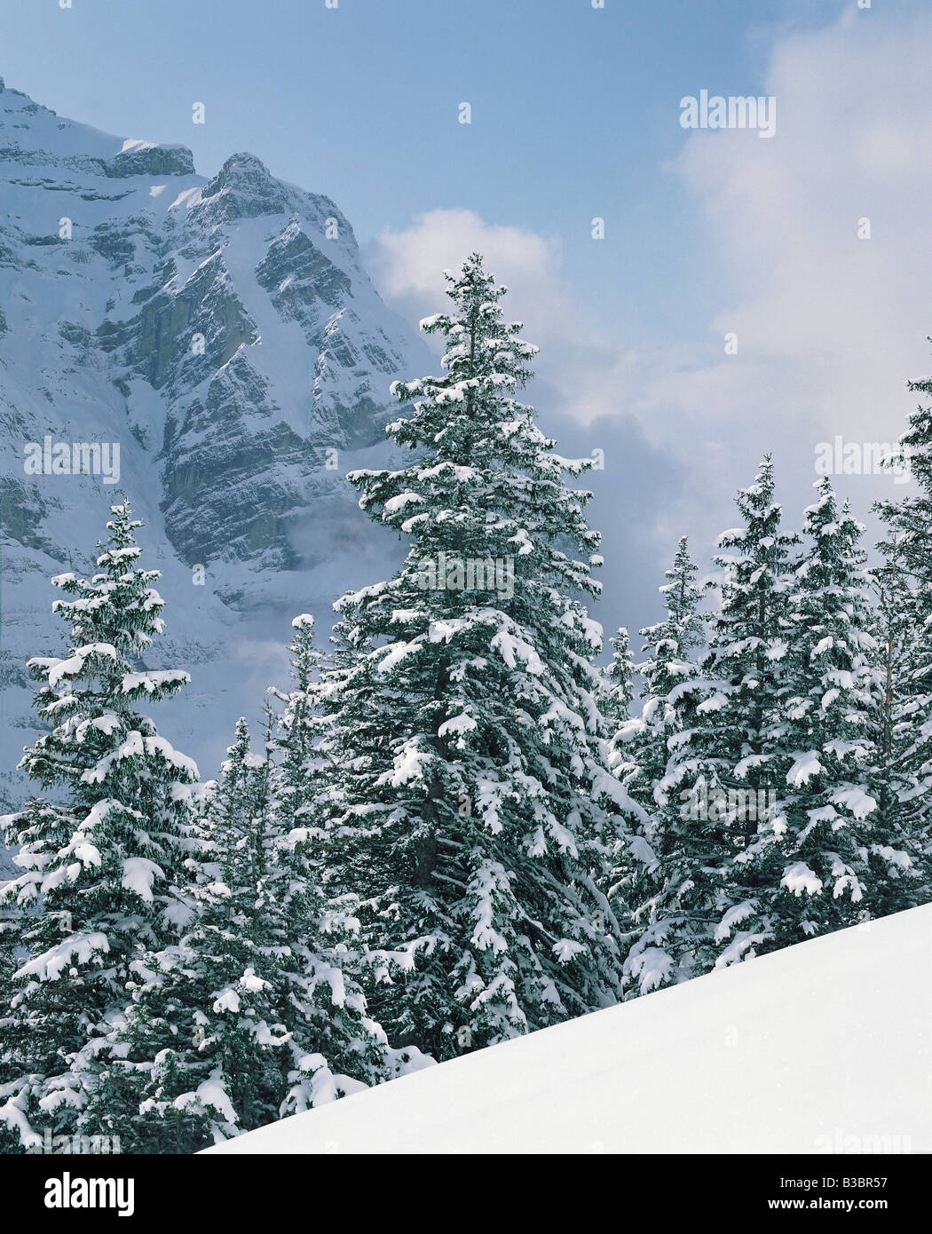 Coperte di neve alberi in Svizzera Foto Stock