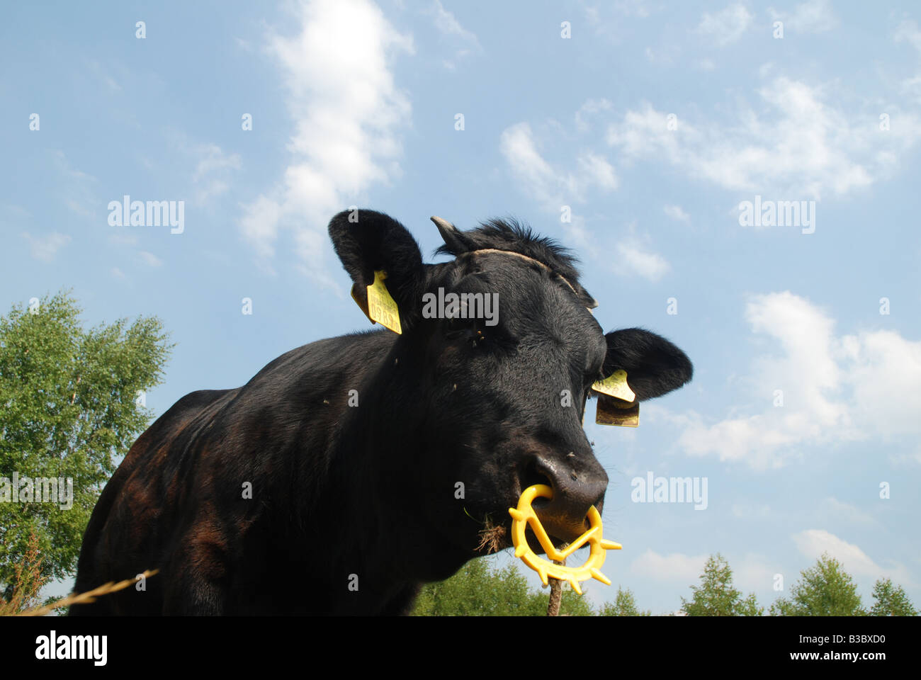 Mucca nera sui pascoli in Polonia (Masovia regione) Foto Stock