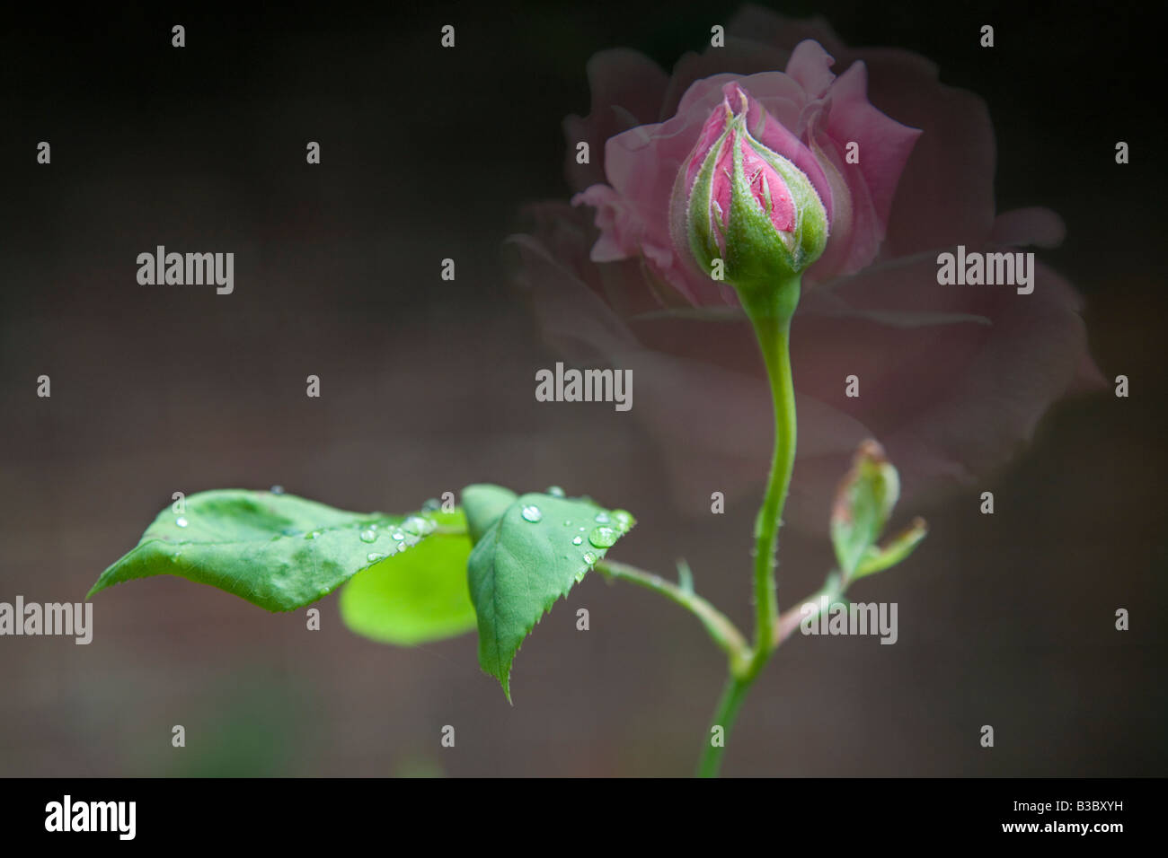 Che mostra la variazione nella apertura di un bocciolo di rosa nel corso di diversi giorni. Foto Stock