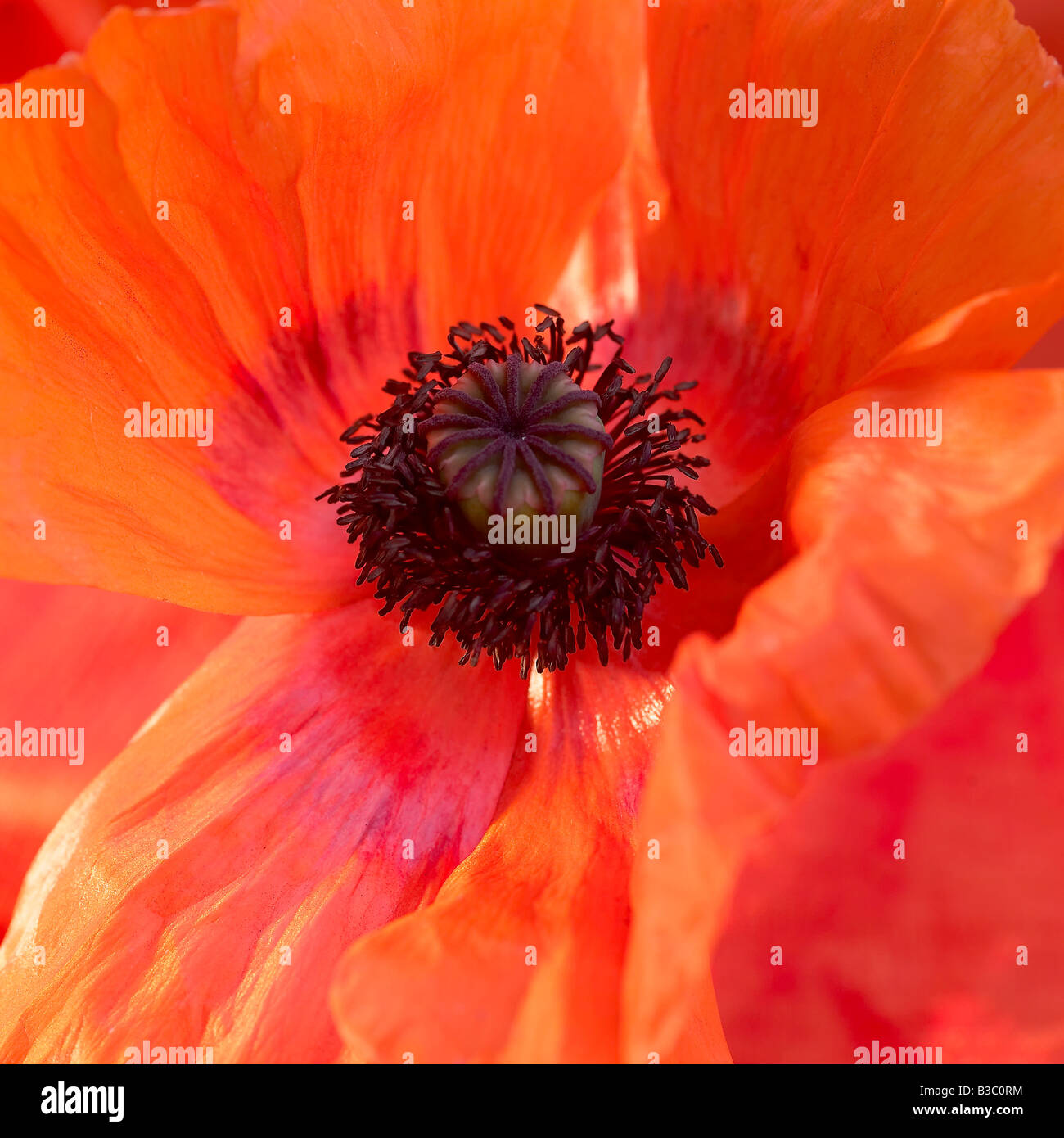 Un arancione oriental papavero, close-up Foto Stock