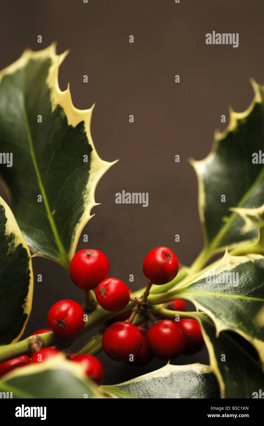 Holly foglie e bacche Foto Stock