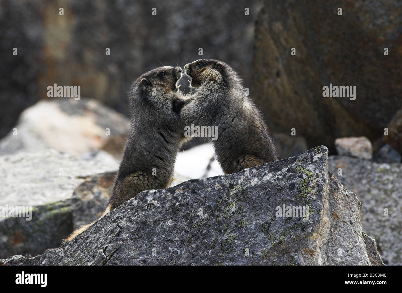 Annoso marmotte wrestling sulle rocce al Monte Edith Cavell, Canada Foto Stock