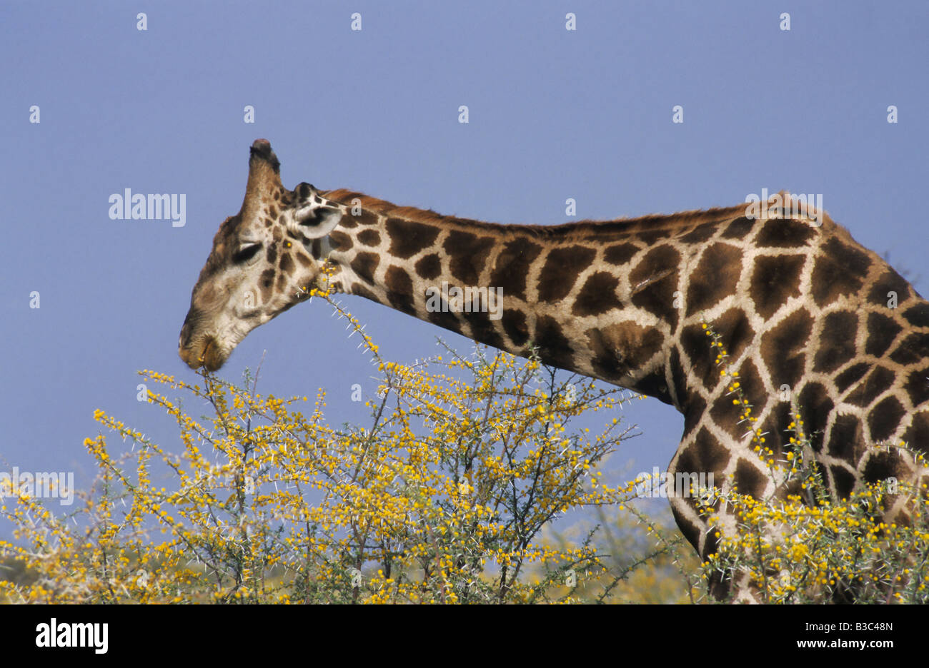 Traliccio Giraffa Giraffa camelopardalis reticulata adulto mangiare acacia Namibia Africa Foto Stock